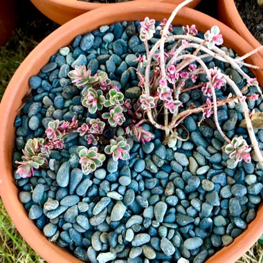 Sedum Spurium Tricolor