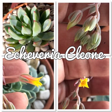 Echeveria Cleone