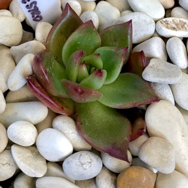 Echeveria Agavoides Amestro