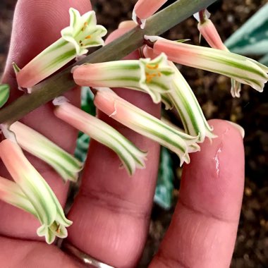 x Gasteraloe 'Green Ice'