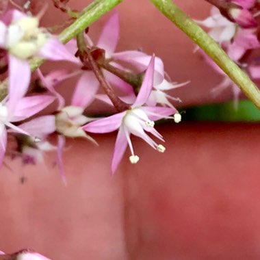 Crassula streyi