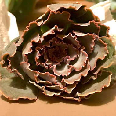 Echeveria Shaviana Pink Frills