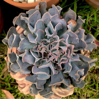 Echeveria Doppler