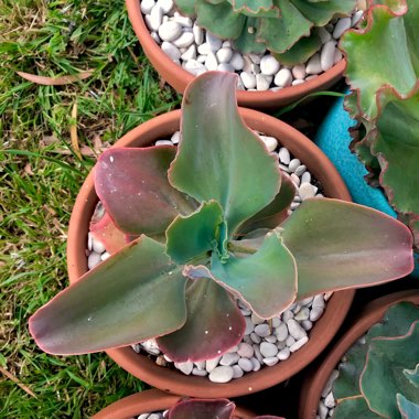 Echeveria Princess Anne