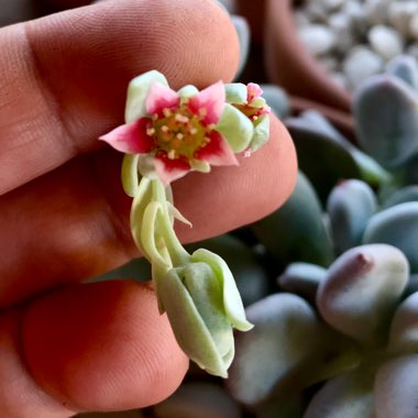 Pachyphytum glutinicaule