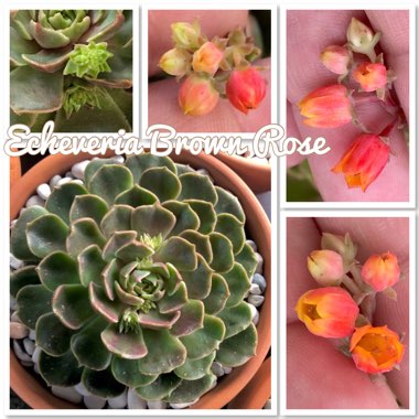 Echeveria Brown Rose