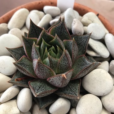 Echeveria Purpusorum