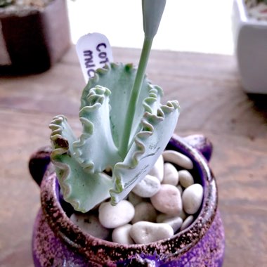 Cotyledon Mucronata