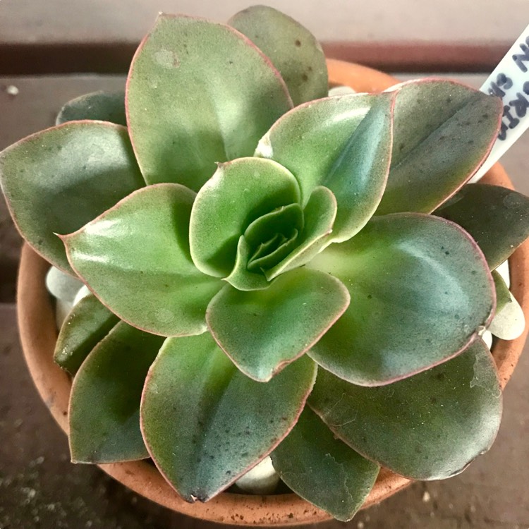 Plant image Echeveria Green Smile