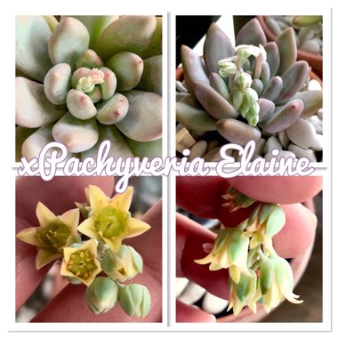 x Pachyveria Elaine