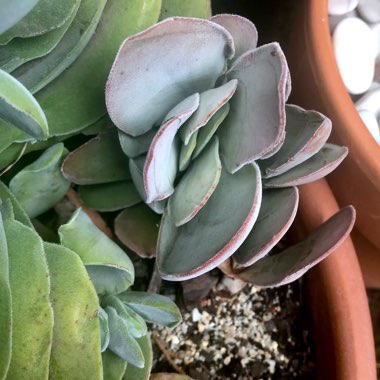 Crassula cotyledonis