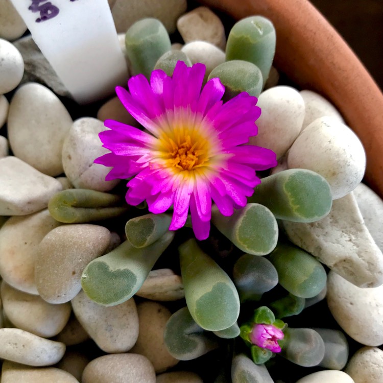 Plant image Frithia Pulchra