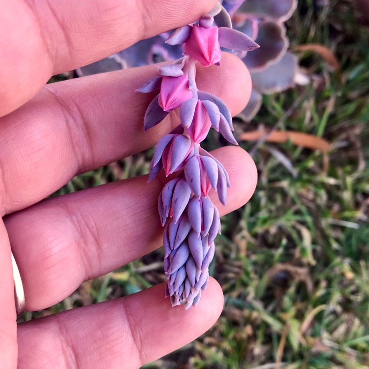 Plant image Echeveria Shaviana Hime