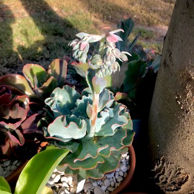 Echeveria Aquarius