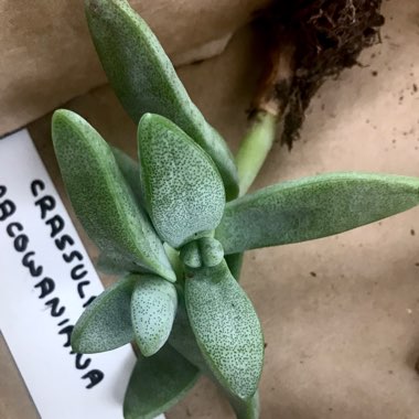 Crassula Macowaniana