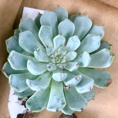 Echeveria cuspidata var. 'Zaragozae' White Form