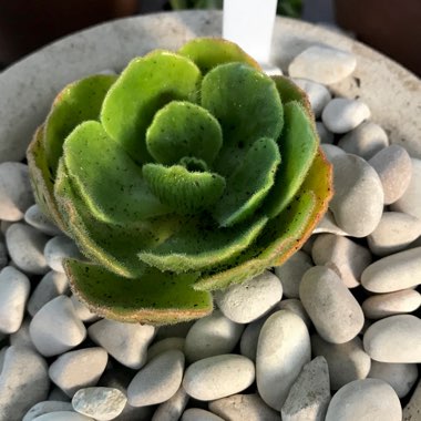 Aeonium Smithii Hybrid