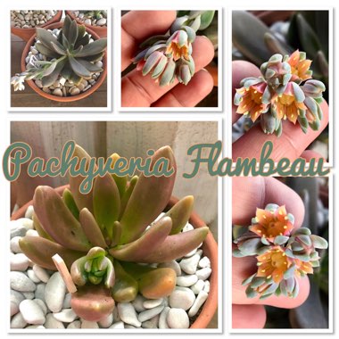 x Pachyveria Flambeau