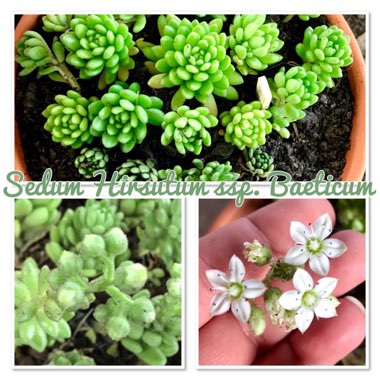 Sedum hirsutum subsp. baeticum