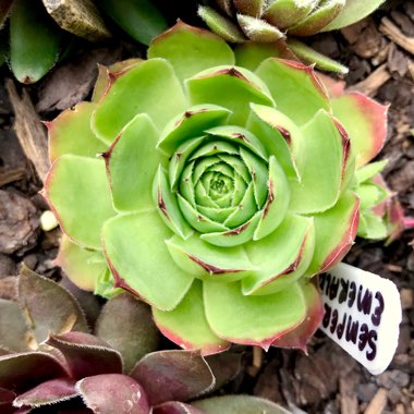 Sempervivum Emerald Giant