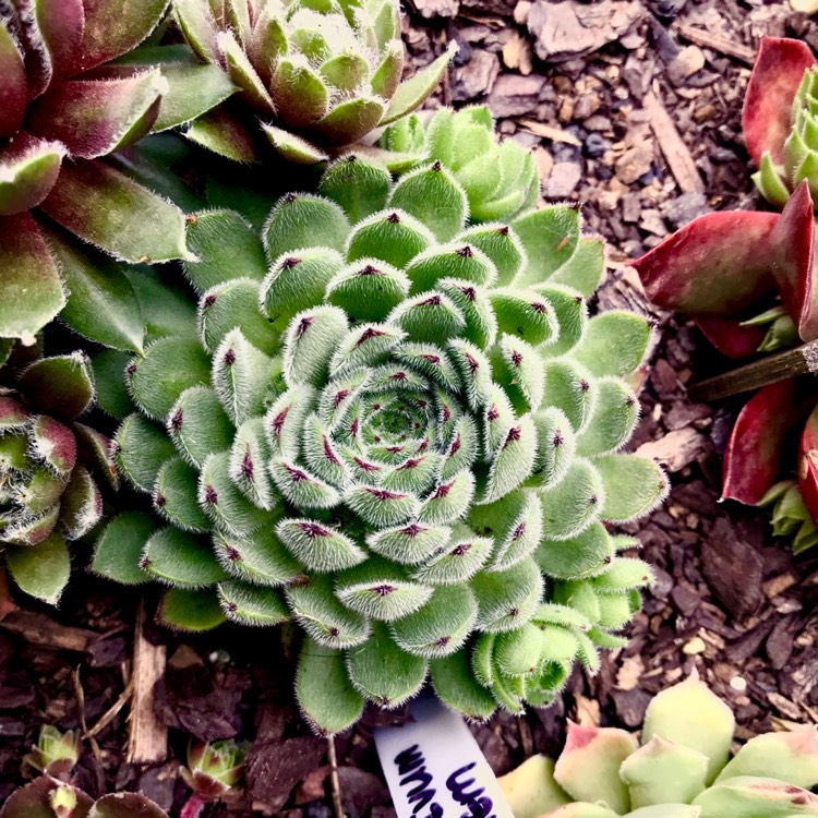 Plant image Sempervivum Emmchen