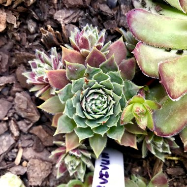 Sempervivum Irazu