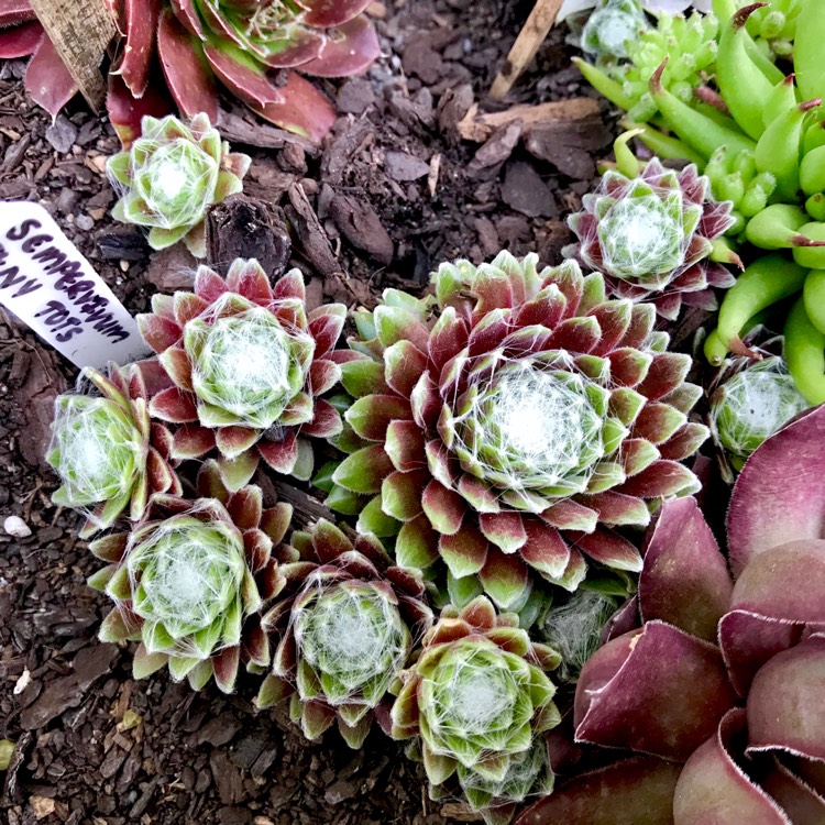 Plant image Sempervivum Arachnoideum Tiny Tots