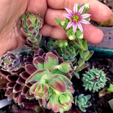 Sempervivum Silver Thaw