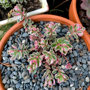 Sedum Spurium Tricolor