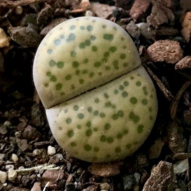 Lithops