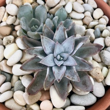 Echeveria Beverley