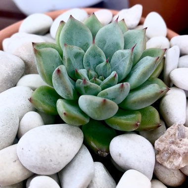 Echeveria Emma 