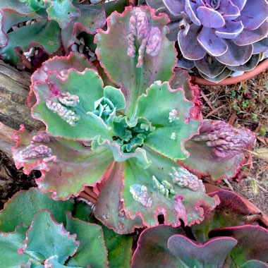 Echeveria Mauna Loa Pink Form