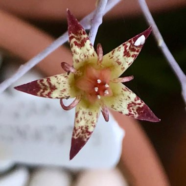 Graptopetalum Superbum