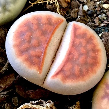 Lithops Karasmontana Lateritia