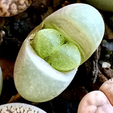 Lithops Olivacea v. Olivacea C055