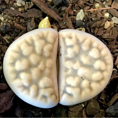 Lithops Marmorata v. Elisae C214