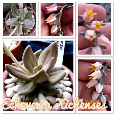 Echeveria Xichuensis