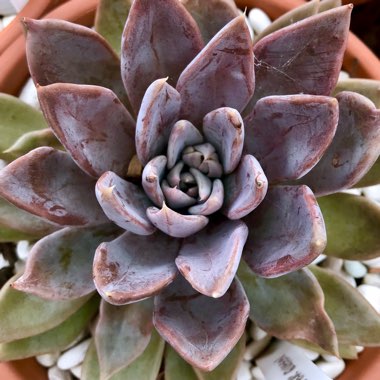 Echeveria Silver Queen