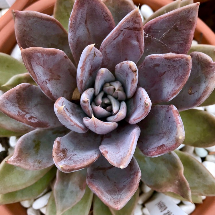 Plant image Echeveria Silver Queen