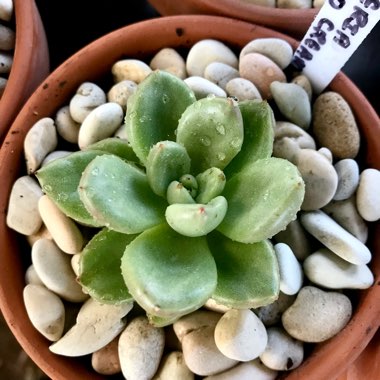 Echeveria Avocado Cream 