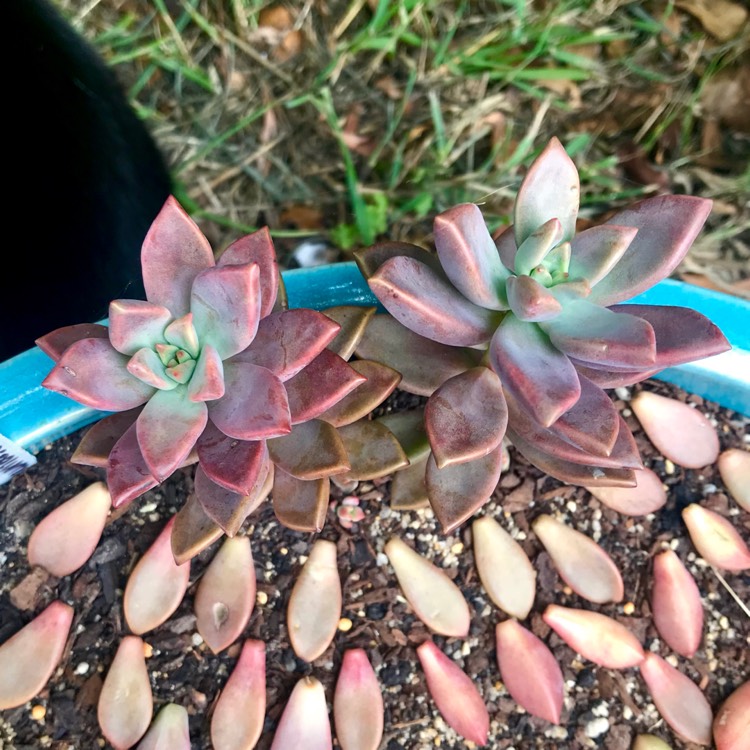 Plant image Graptopetalum