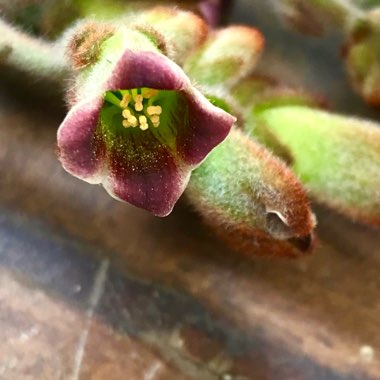 Kalanchoe Tomentosa 'Chocolate Soldier'