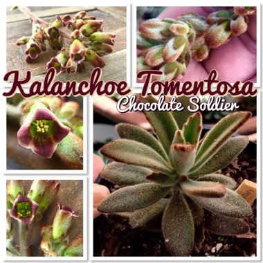 Kalanchoe Tomentosa 'Chocolate Soldier'