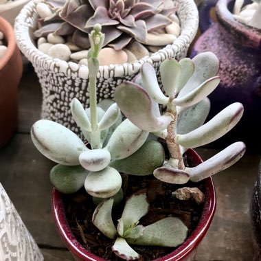 Cotyledon orbiculata var. 'Oophylla'