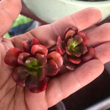 Echeveria Multicaulis