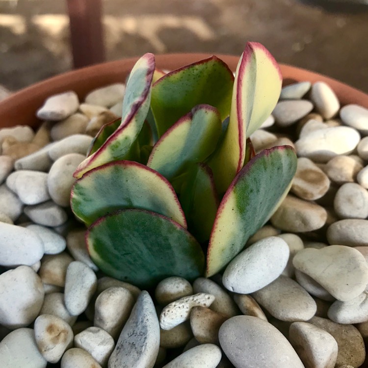 Plant image Crassula arborescens subsp. undulatafolia 'Bluebird Varigata'