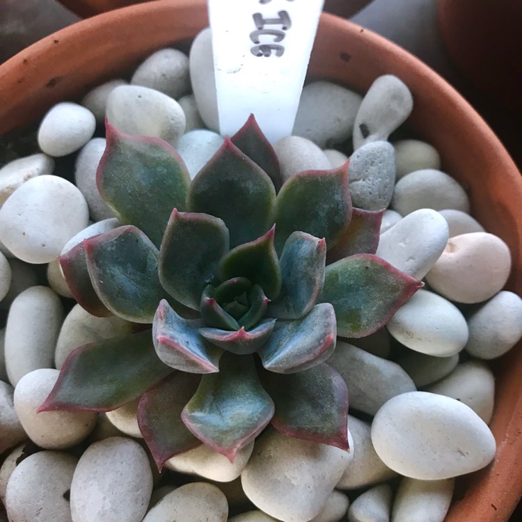 Plant image Echeveria Dark Ice