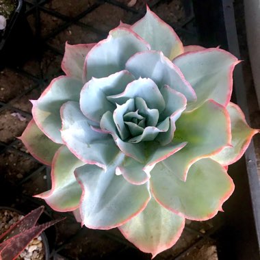 Echeveria Cloudburst