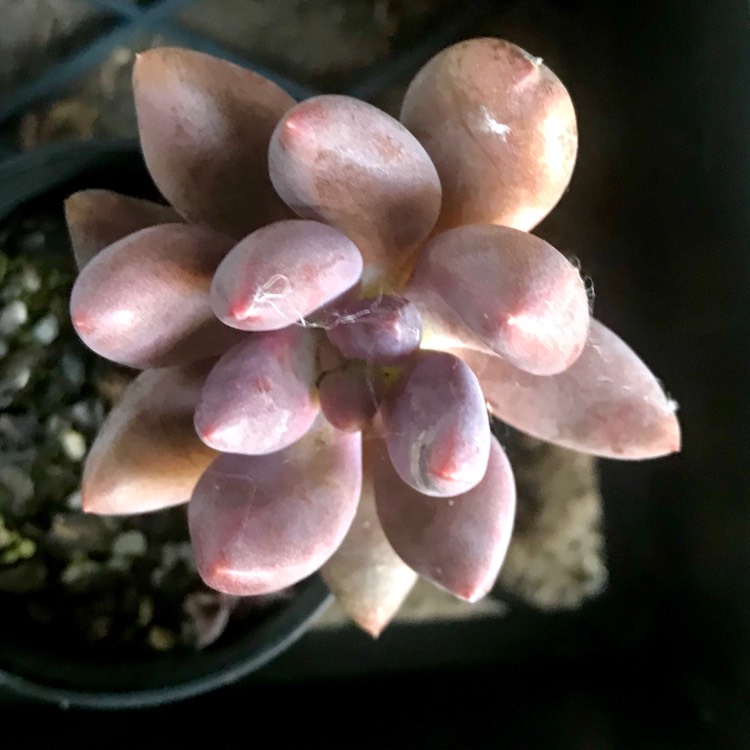 Plant image xGraptoveria Royal Flush